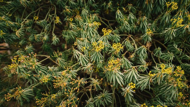 Fleur jaune qui fleurit sur la plante