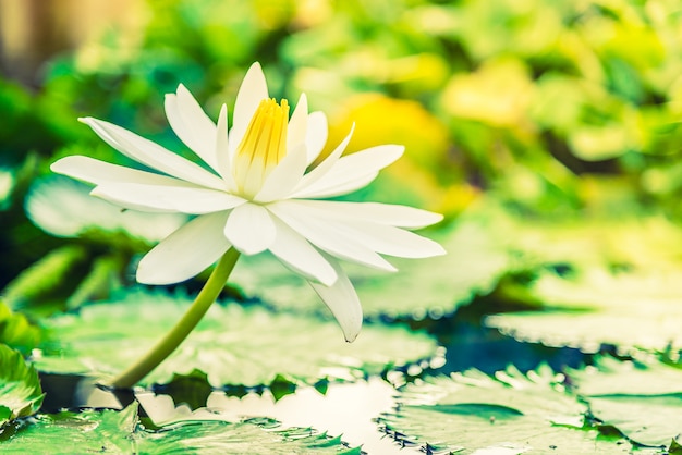 Photo gratuite fleur de lotus blanche