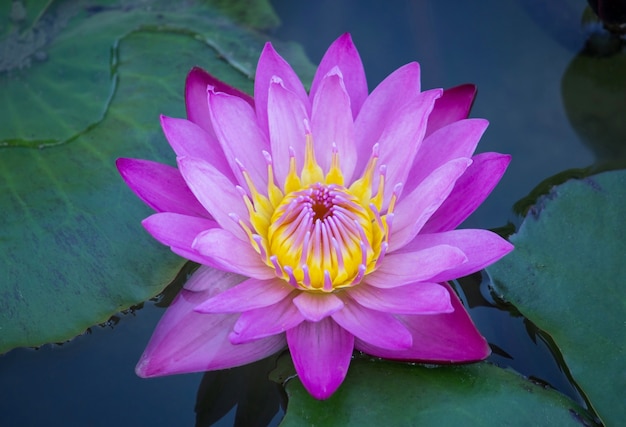 Photo gratuite fleur de lotus bleue