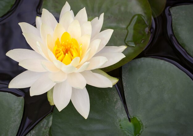 Fleur de lotus jaune dans un étang