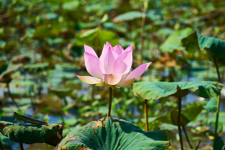 Photo gratuit fleur de lotus