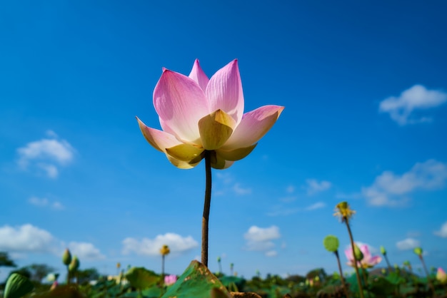 Photo gratuite fleur de lotus