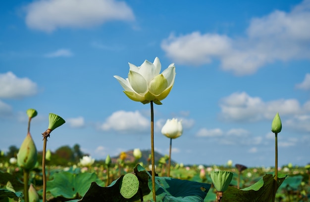 Photo gratuite fleur de lotus