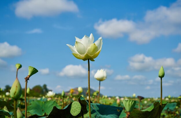 Fleur de lotus