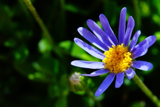 Fleur de Marguerite bleue dans le jardin