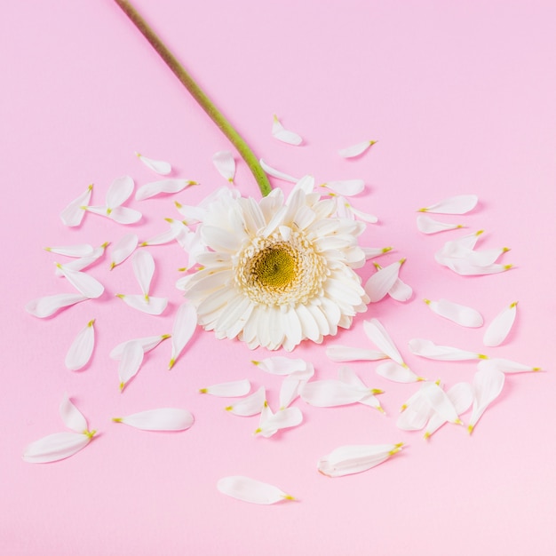 Photo gratuite fleur de marguerite de chrysanthème blanc avec pétales brisés sur fond rose