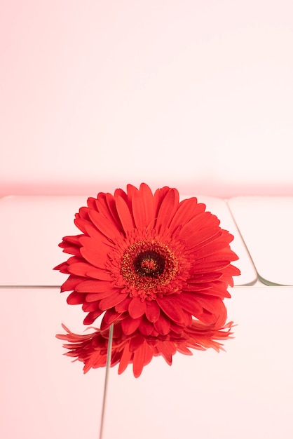 Fleur de marguerite sur fond rose