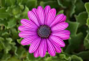 Photo gratuite fleur de marguerite d'osteospermum violet