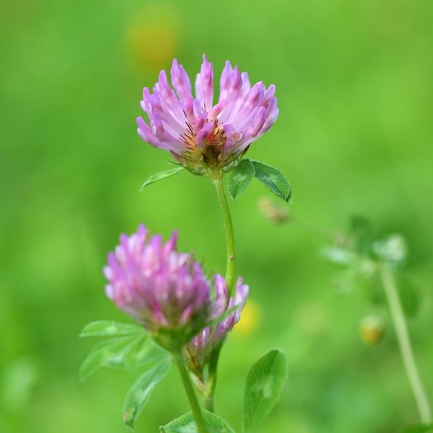 Fleur mauve