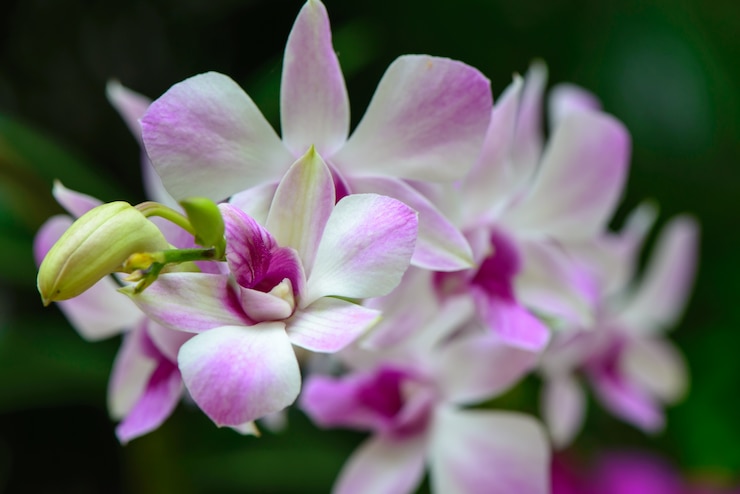 Photo gratuit fleur mauve