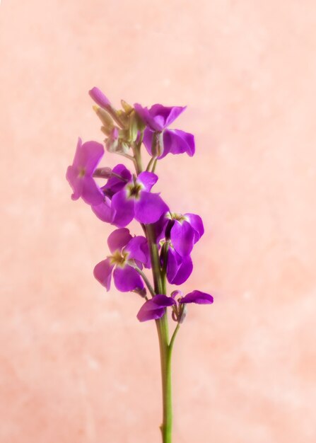 Fleur naturelle avec effet de flou