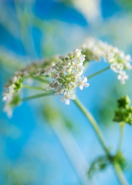 Photo gratuite fleur naturelle avec effet de flou