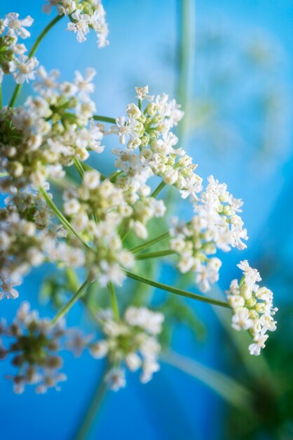 Fleur naturelle avec effet de flou