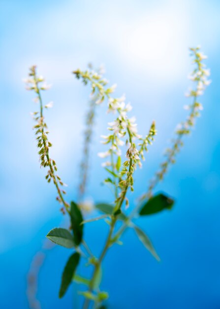 Fleur naturelle avec effet de flou