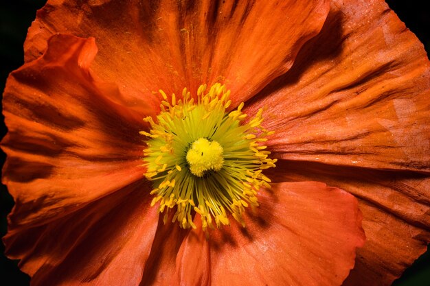 Fleur orange et jaune