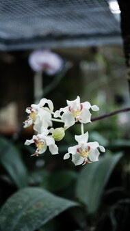 Fleur d'orchidée blanche encore petite