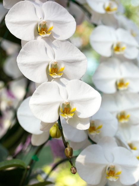Photo gratuite fleur d'orchidée phalaenopsis blanche