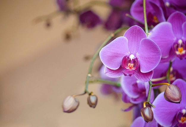 Fleur d&#39;orchidée phalaenopsis