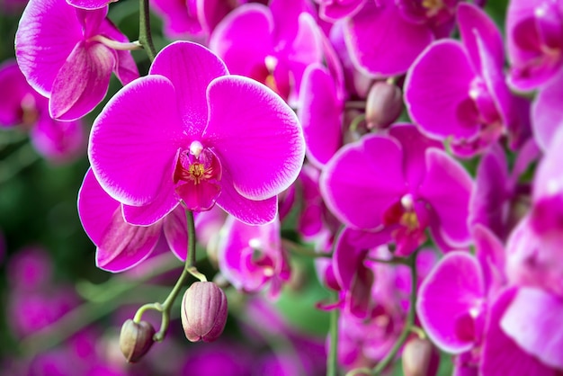 Fleur d&#39;orchidée phalaenopsis