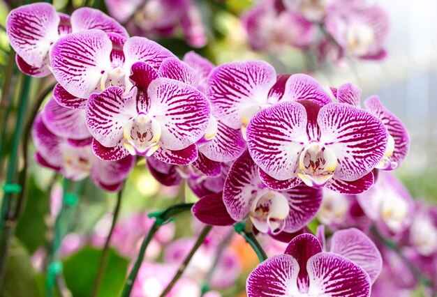 fleur d&#39;orchidée phalaenopsis