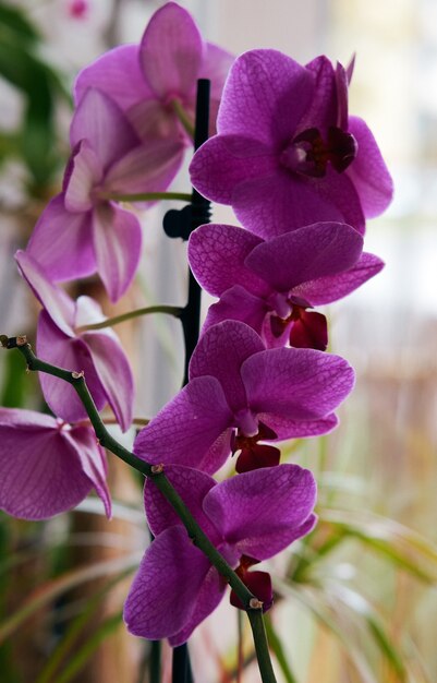 fleur d'orchidée pourpre