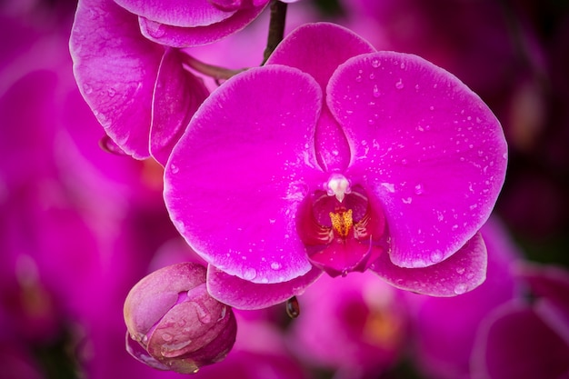 Fleur d&#39;orchidée rose phalaenopsis