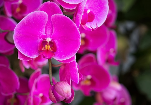 Fleur d&#39;orchidée rose phalaenopsis