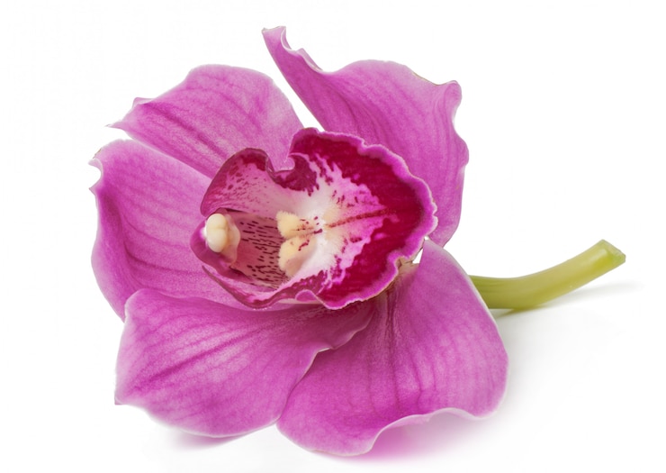 Photo gratuit fleur d'orchidée rose