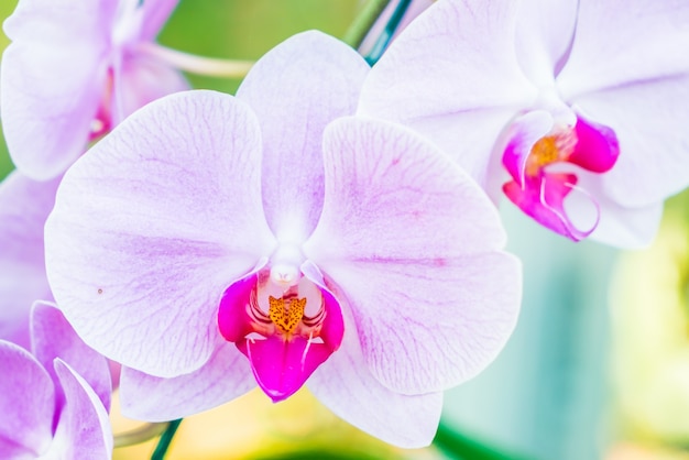 fleur d&#39;orchidée