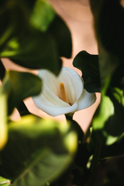 Fleur parmi les feuilles