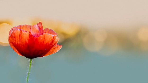 Fleur de pavot rouge au coucher du soleil dans un champ d'été