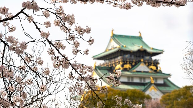 Fleur de pêcher japonais à la lumière du jour