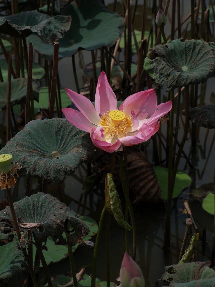Photo gratuit fleur avec des pétales roses dans l&#39;eau