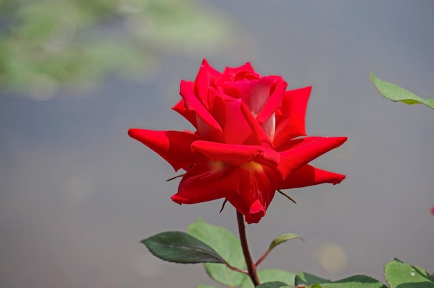 Fleur avec des pétales rouges