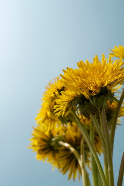 Fleur de pissenlit dans le ciel