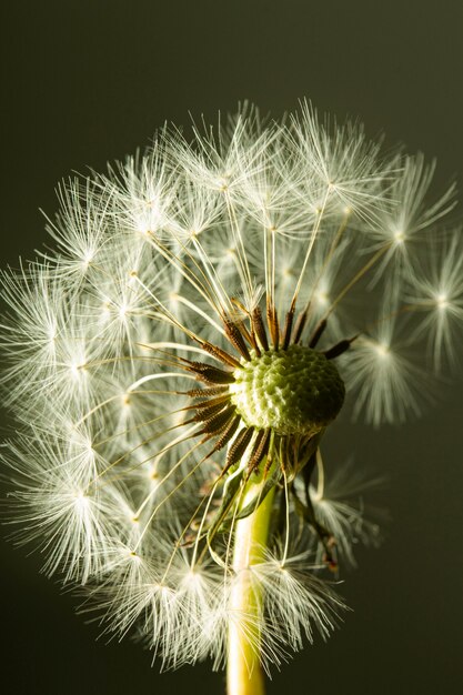 Fleur de pissenlit gros plan