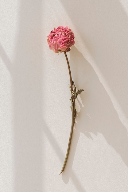 Fleur de pivoine rose séchée sur fond beige