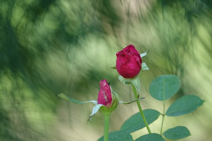 Photo gratuit fleur pourpre avec un arrière-plan flou