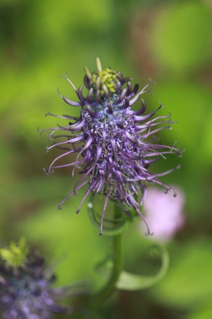 Fleur pourpre en fleurs dans un environnement naturel