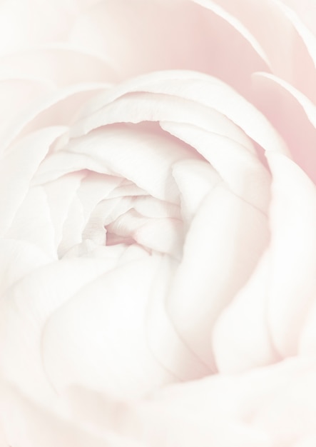 Photo gratuite fleur de renoncule blanche en fleurs