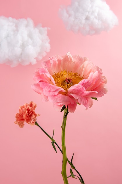 Fleur rose à angle élevé avec des nuages