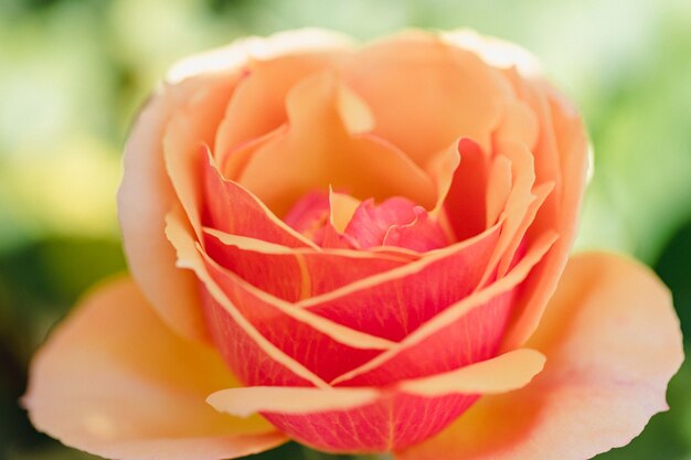 Fleur rose et blanche en macro