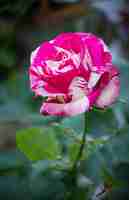 Photo gratuite fleur de rose dans un jardin