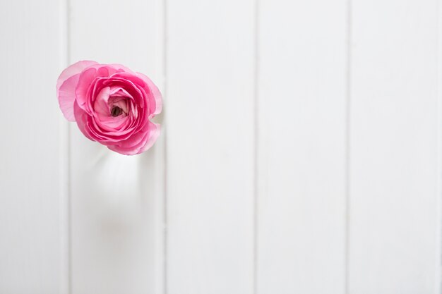 Fleur rose sur fond de bois