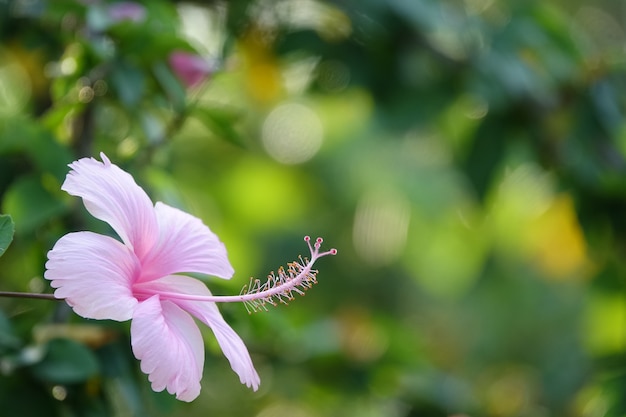 Fleur rose avec fond défocalisé