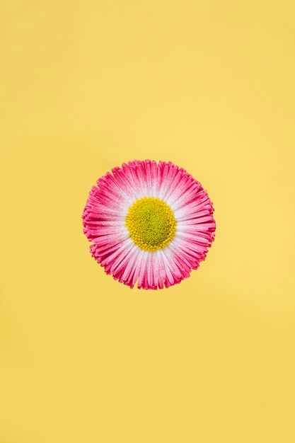 Fleur rose sur fond jaune