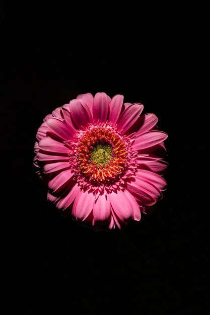 Fleur rose sur fond noir
