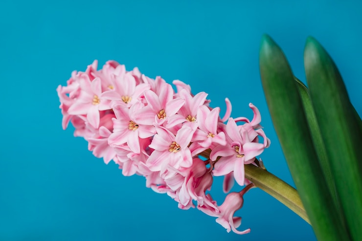 Photo gratuit fleur rose fragile