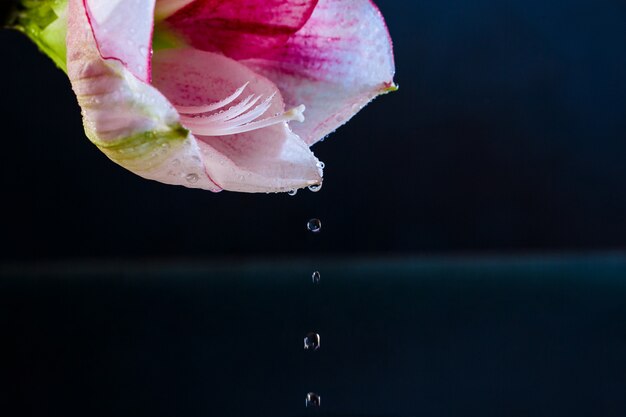 Fleur rose avec des gouttes d'eau sur fond bleu foncé.