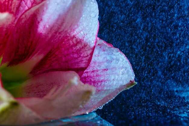 Fleur rose avec des gouttes d'eau sur une surface bleu foncé